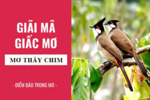 mơ thấy chim đánh con gì