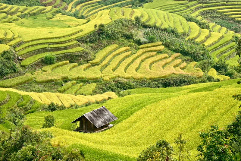 La Pán Tẩn, Chế Cu Nha và Dế Xu Phình là những điểm ngắm ruộng bậc thang nổi tiếng nhất