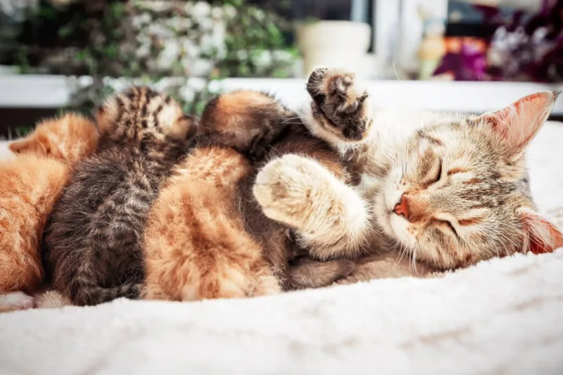 Khám phá thế giới giấc mơ để thấu hiểu bản thân và định hướng tương lai.
