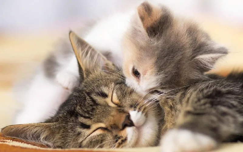 Hình ảnh mèo mẹ và đàn con tượng trưng cho sự sinh sôi và khởi đầu mới.